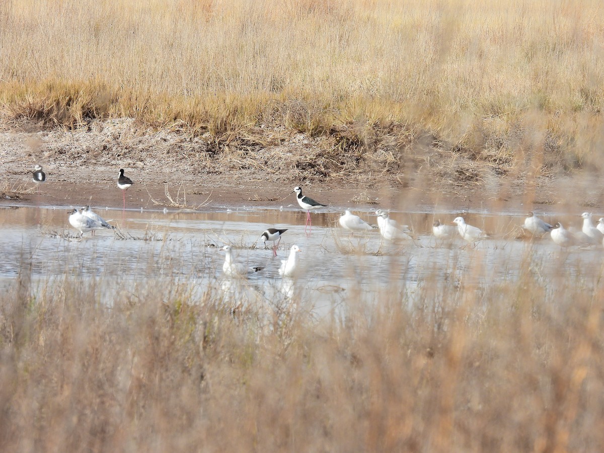 gull sp. - ML638540222