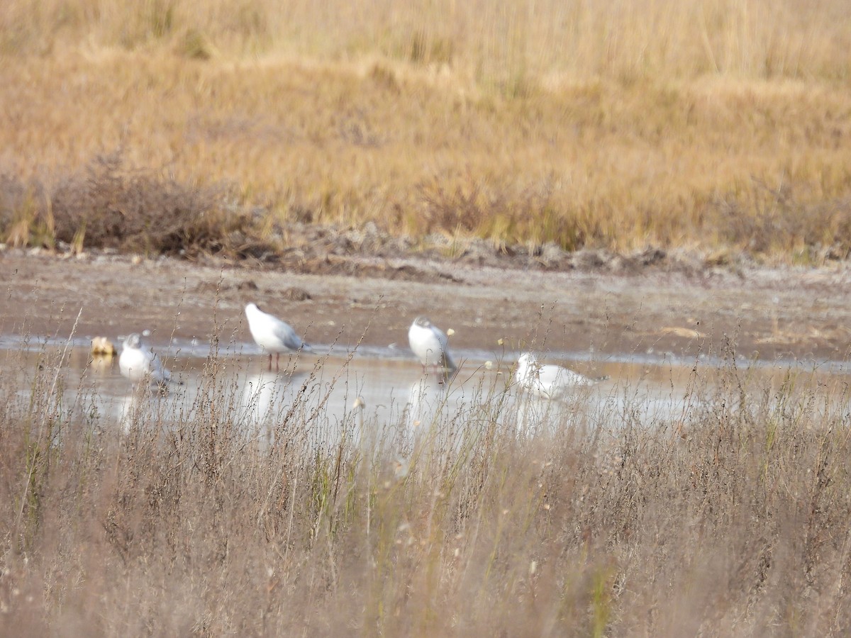 gull sp. - ML638540223