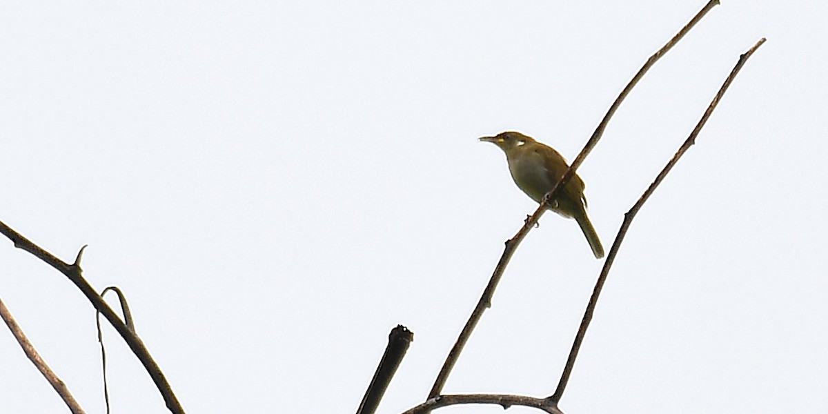 Scrub Honeyeater - ML638540227