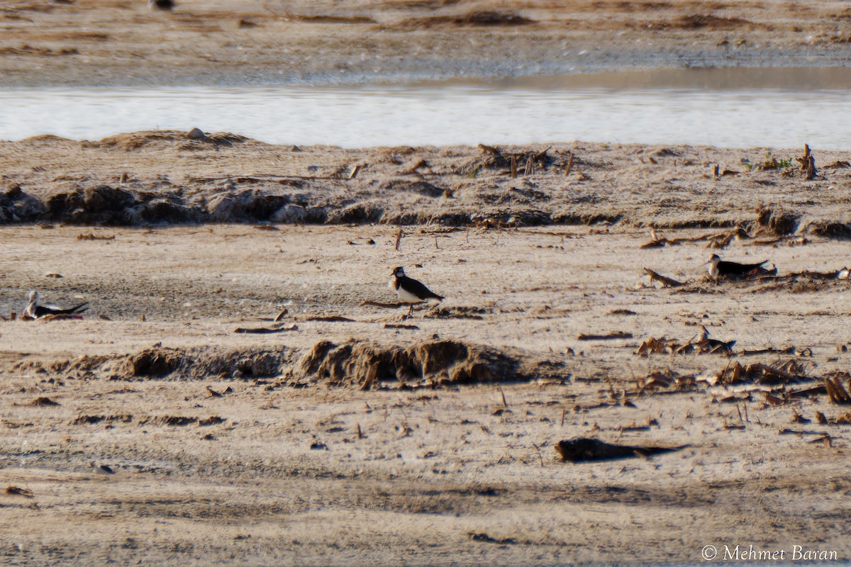 Northern Lapwing - ML638540245