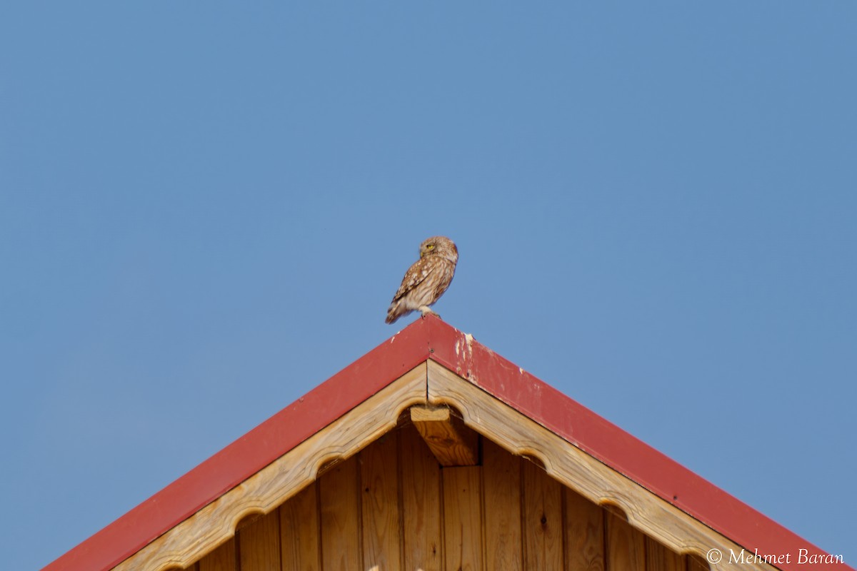 Little Owl - ML638540270