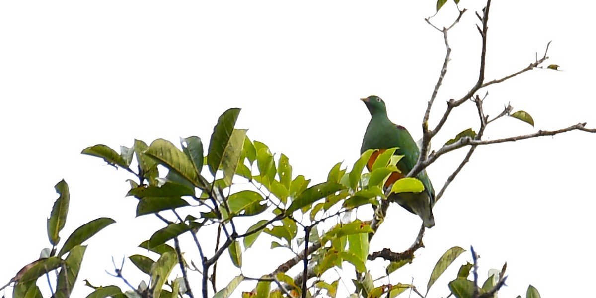 Orange-bellied Fruit-Dove - ML638540295