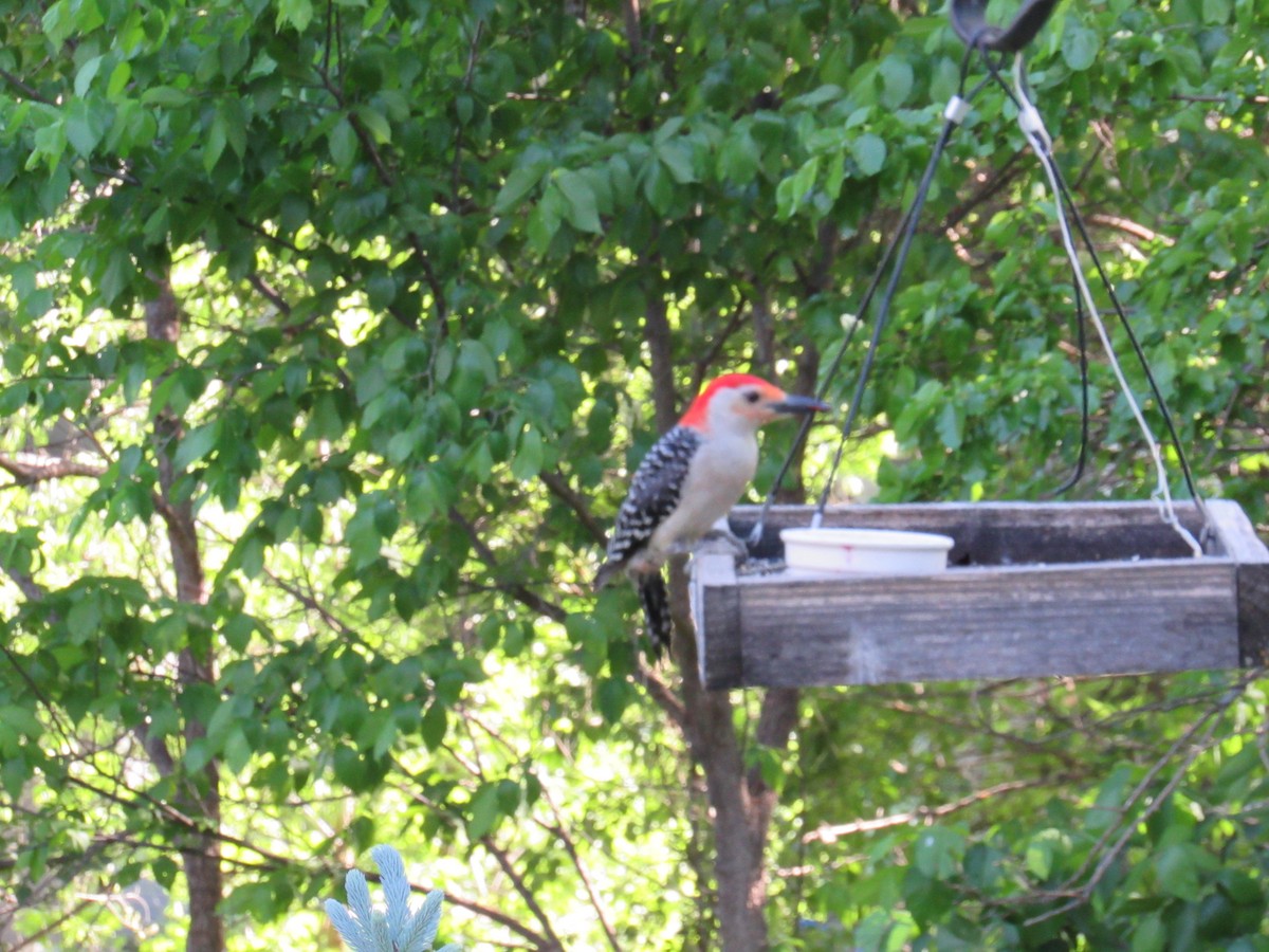 Red-bellied Woodpecker - ML638540308