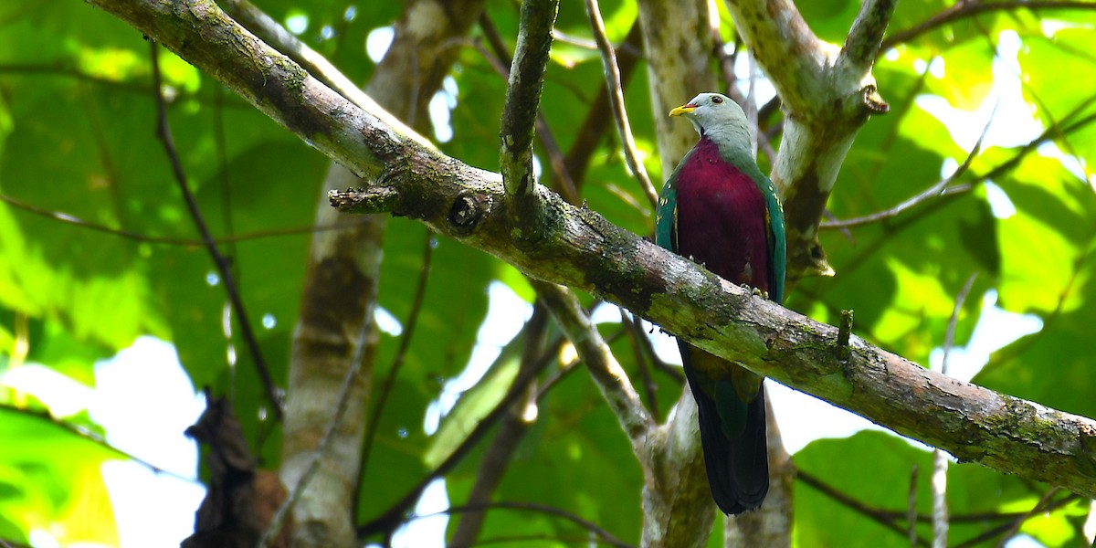 Wompoo Fruit-Dove - ML638540327