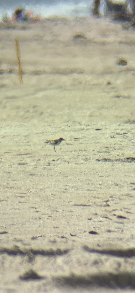 Wilson's Plover - ML638540338
