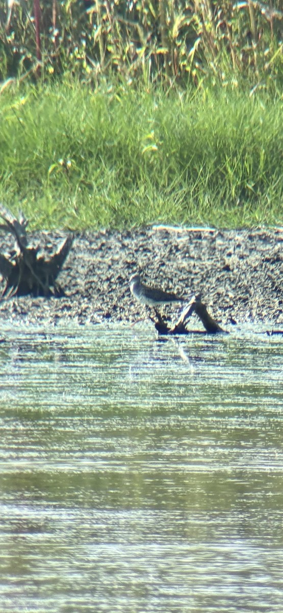 plystresnipe - ML638540340