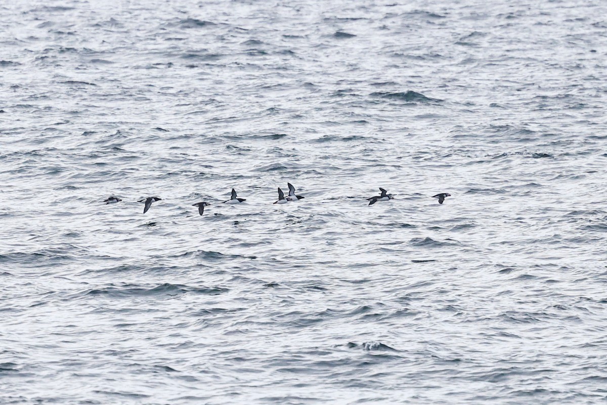 Razorbill - ML638540358