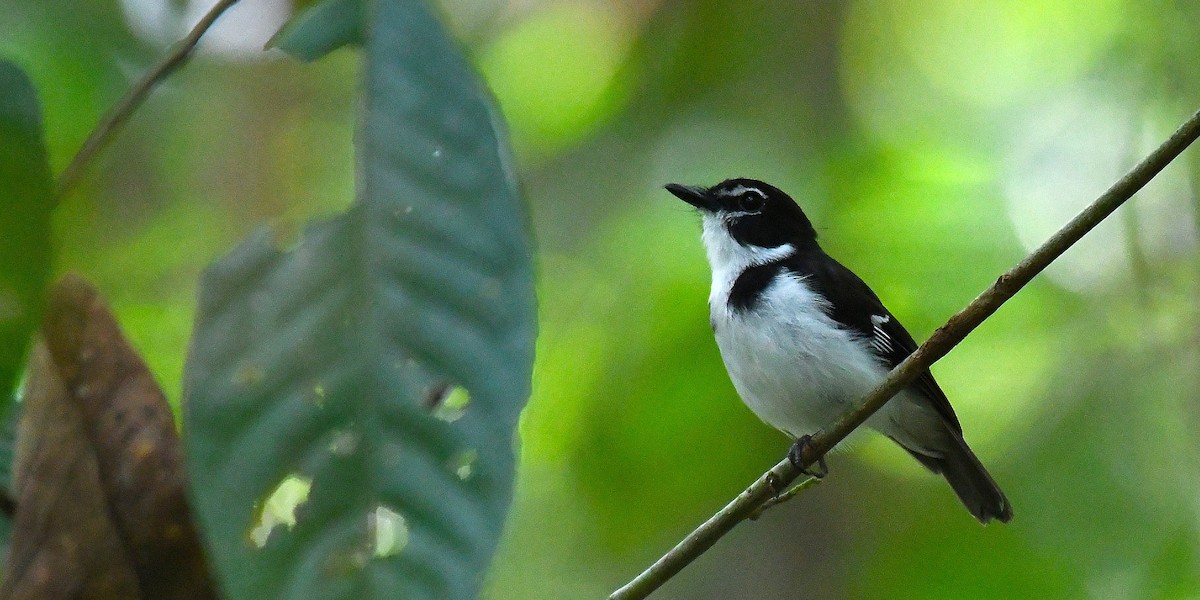 Black-sided Robin - ML638540359