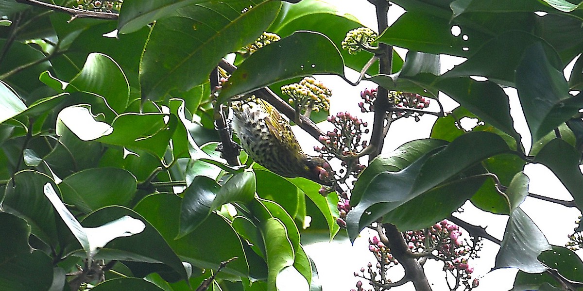 Spotted Honeyeater - ML638540370