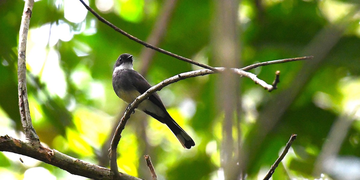 Northern Fantail - ML638540383