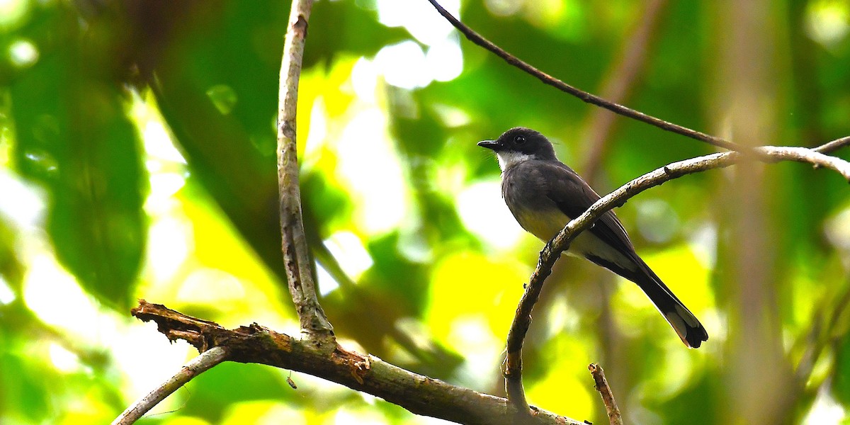 Northern Fantail - ML638540386