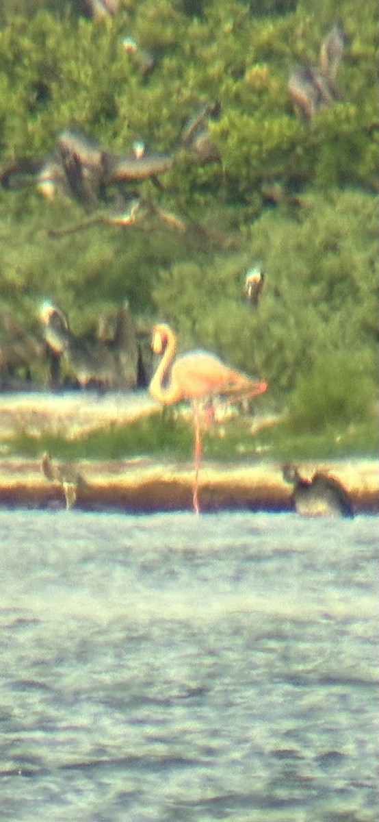 rødflamingo - ML638540394