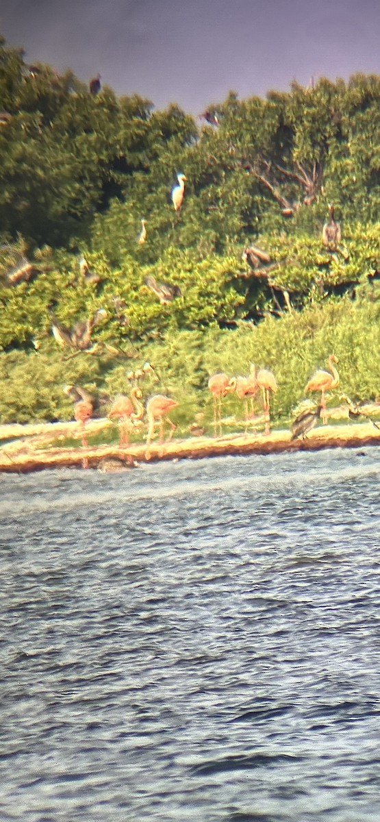 rødflamingo - ML638540395