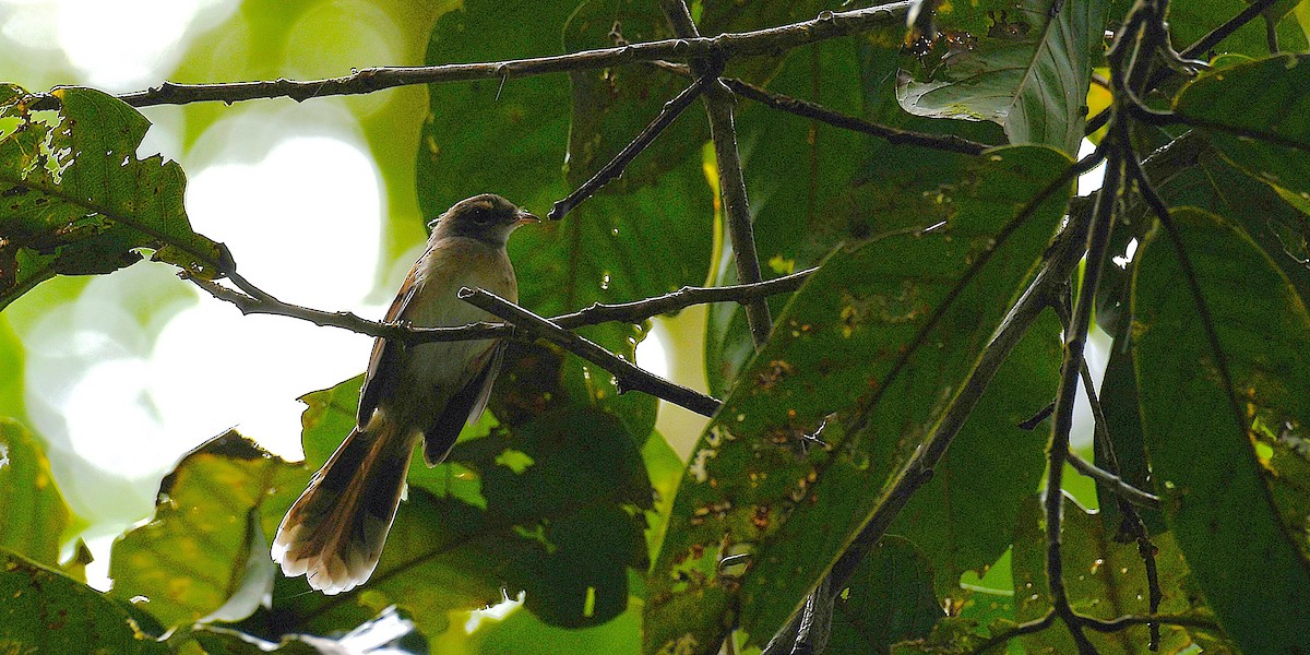 Rufous-backed Fantail - ML638540406