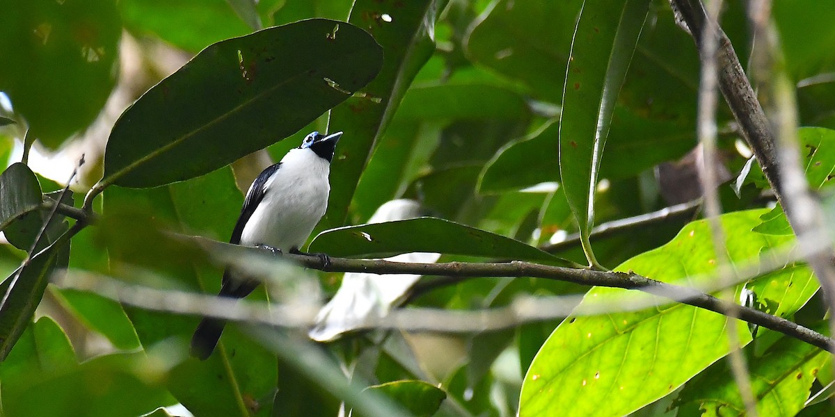 Frilled Monarch - ML638540407
