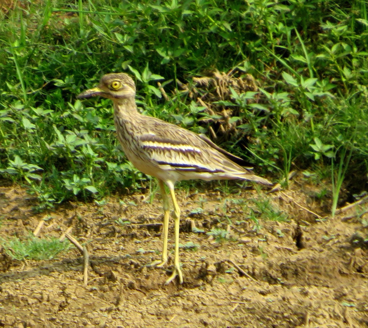 Indian Thick-knee - ML638540439