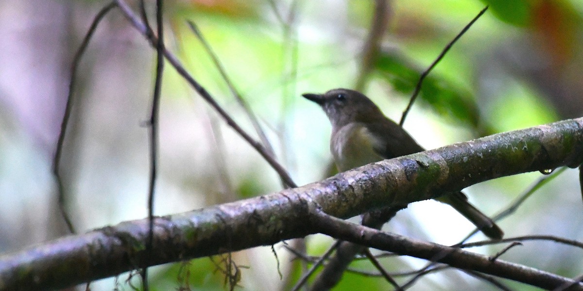 Gray Whistler - ML638540455