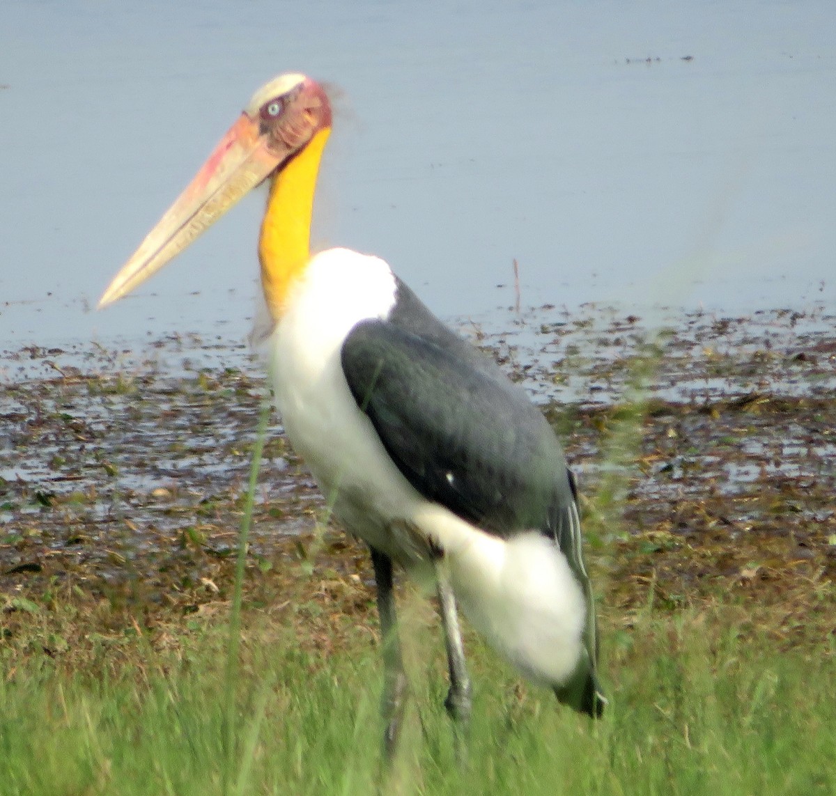 Lesser Adjutant - ML638540457
