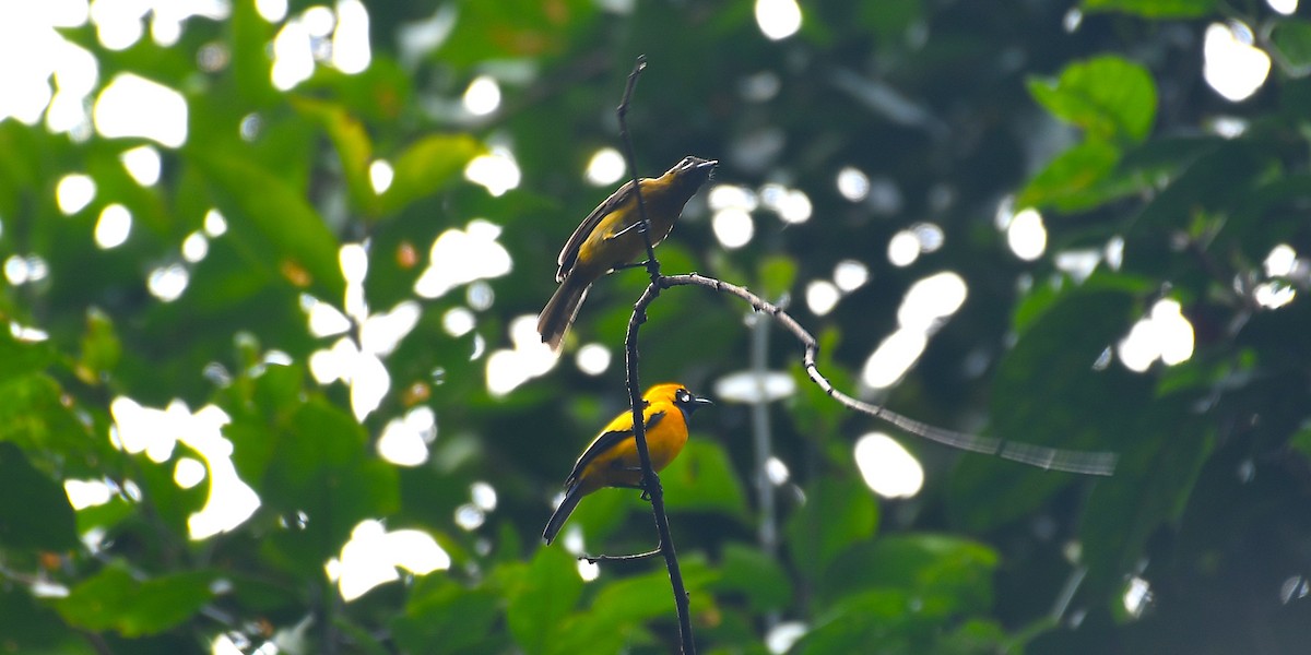 Golden Monarch - ML638540461
