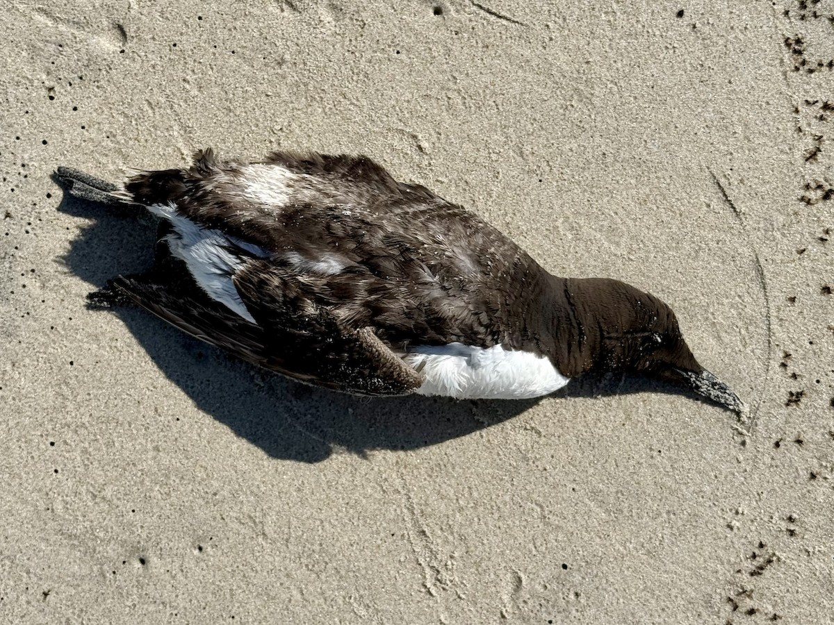 Common Murre - ML638540470