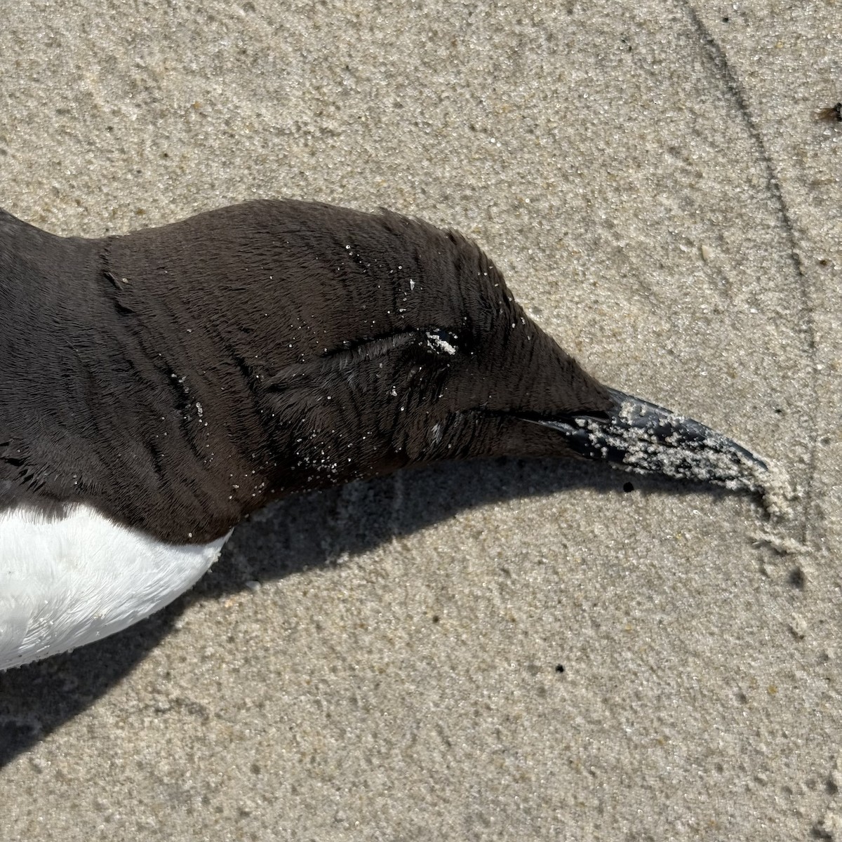 Common Murre - ML638540471