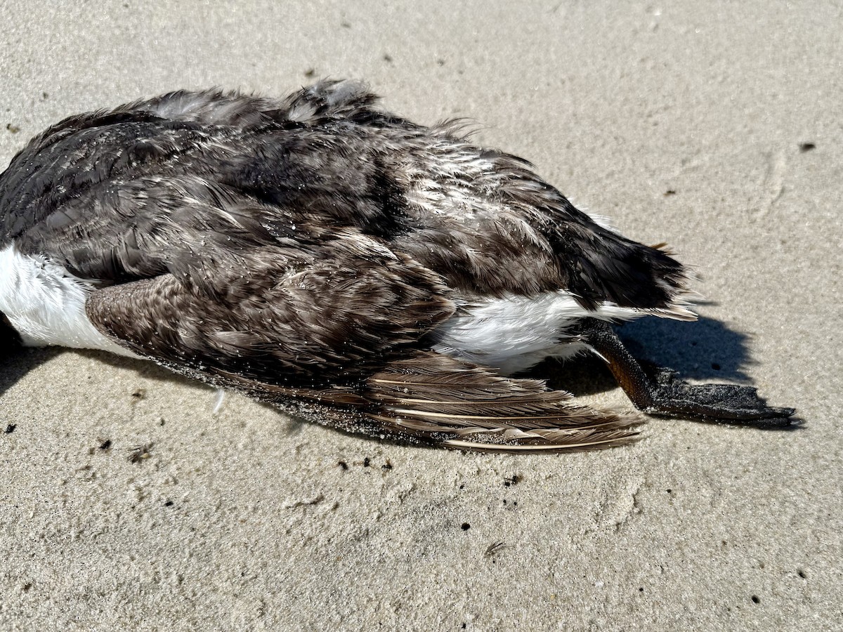 Common Murre - ML638540472