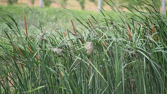 コウヨウジャク - ML638540473
