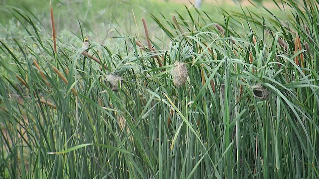 コウヨウジャク - ML638540480