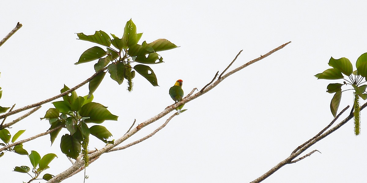 Large Fig-Parrot - ML638540492