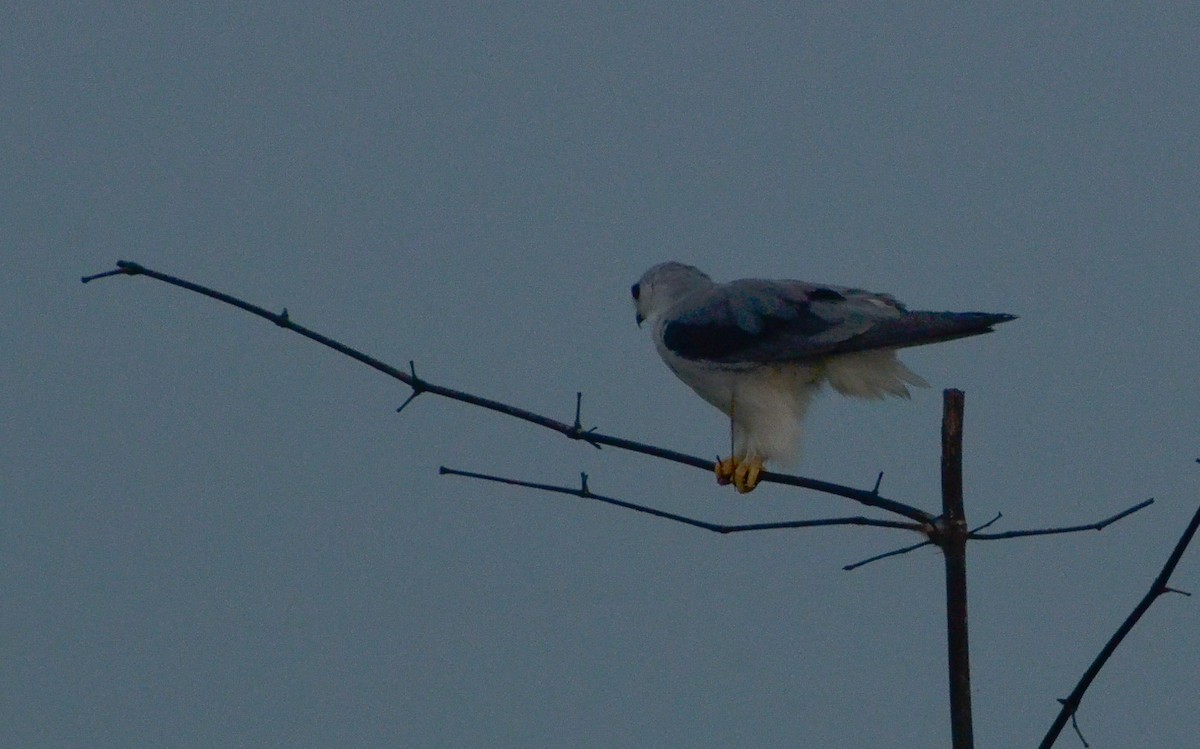 Black-winged Kite - ML638540494