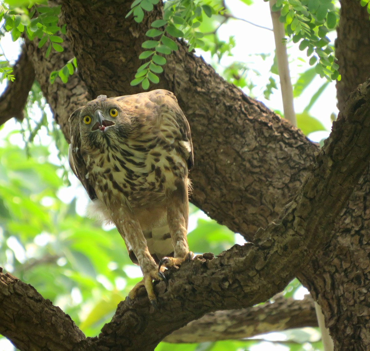 Changeable Hawk-Eagle - ML638540495