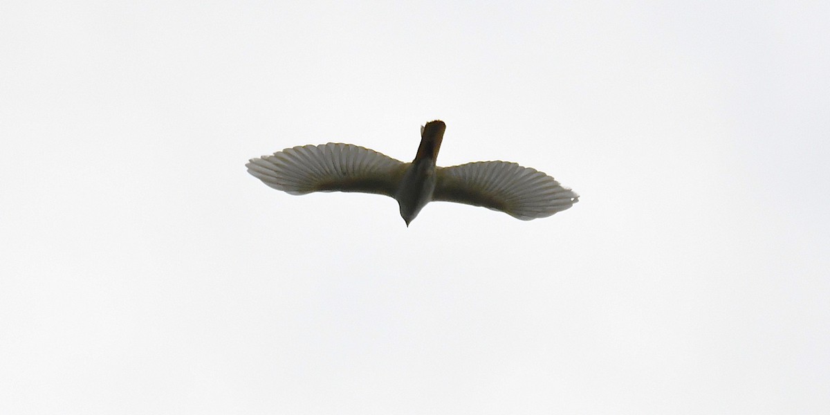 Variable Goshawk - ML638540500