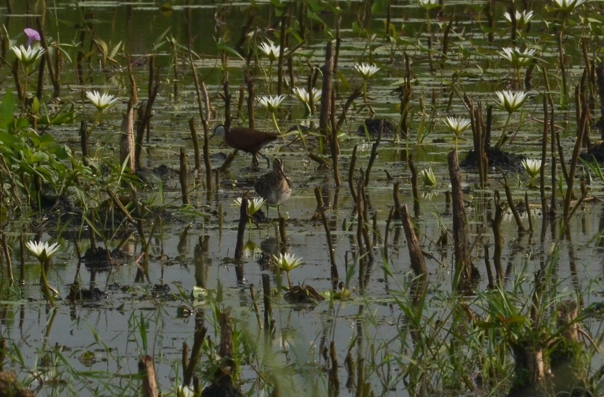 Common Snipe - ML638540501