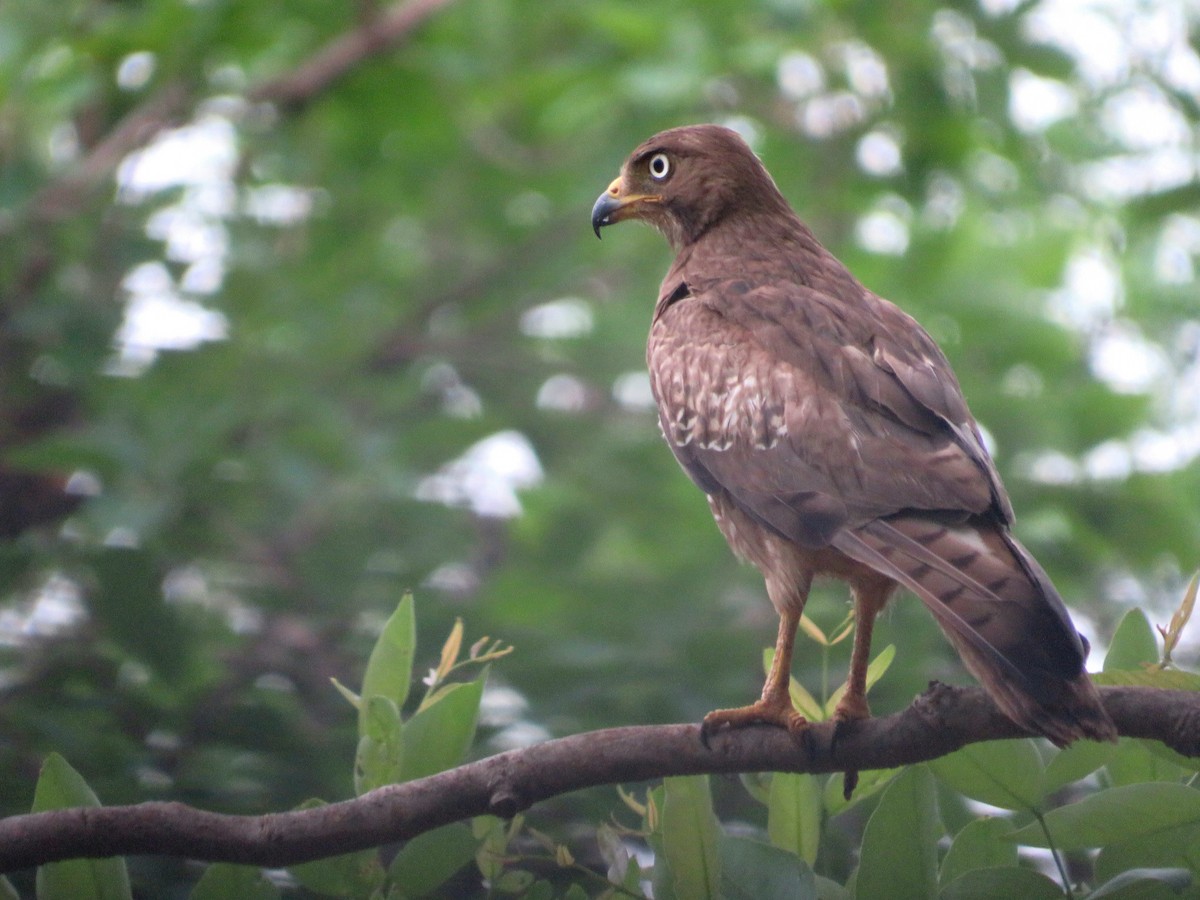 White-eyed Buzzard - ML638540508
