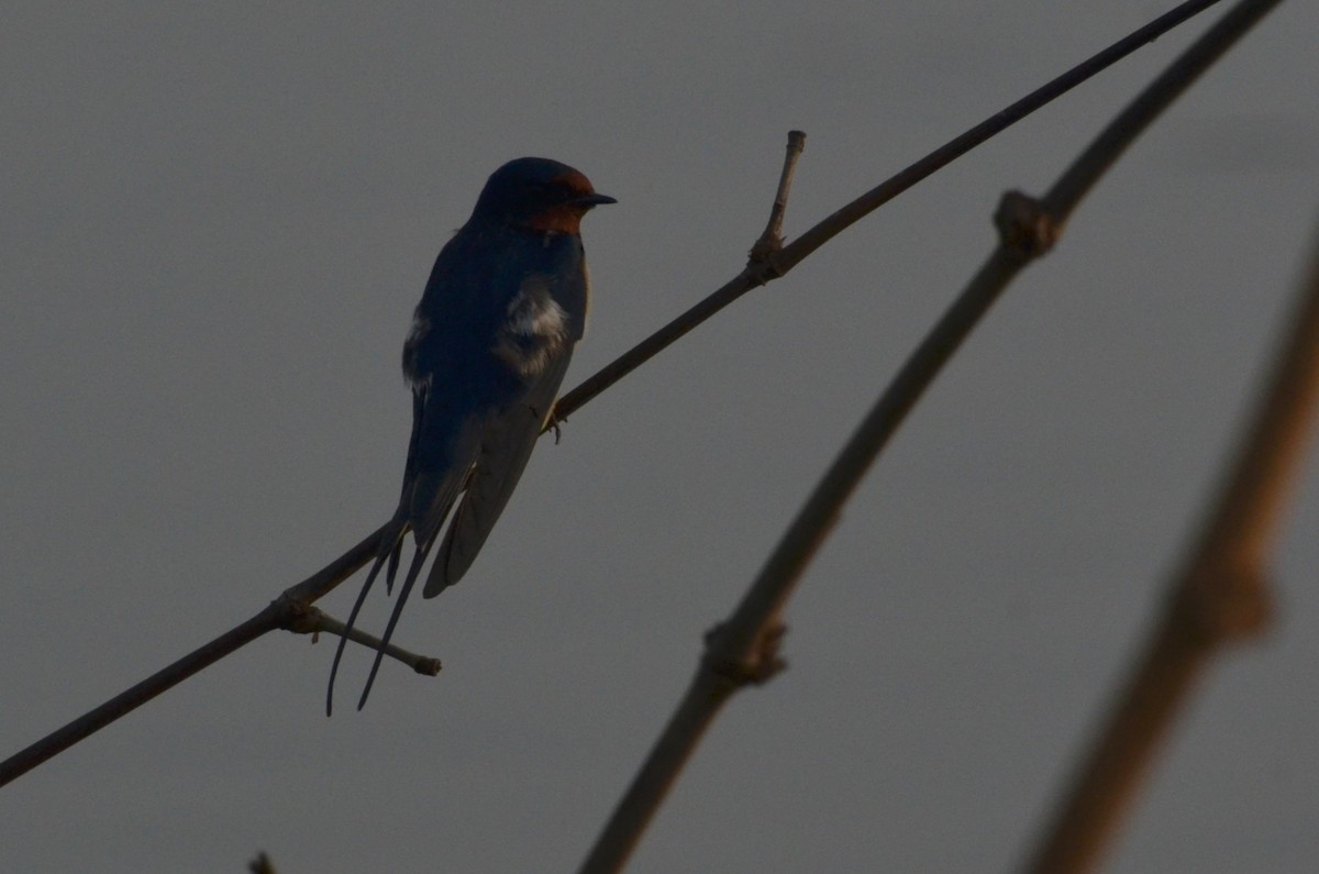 Barn Swallow - ML638540510