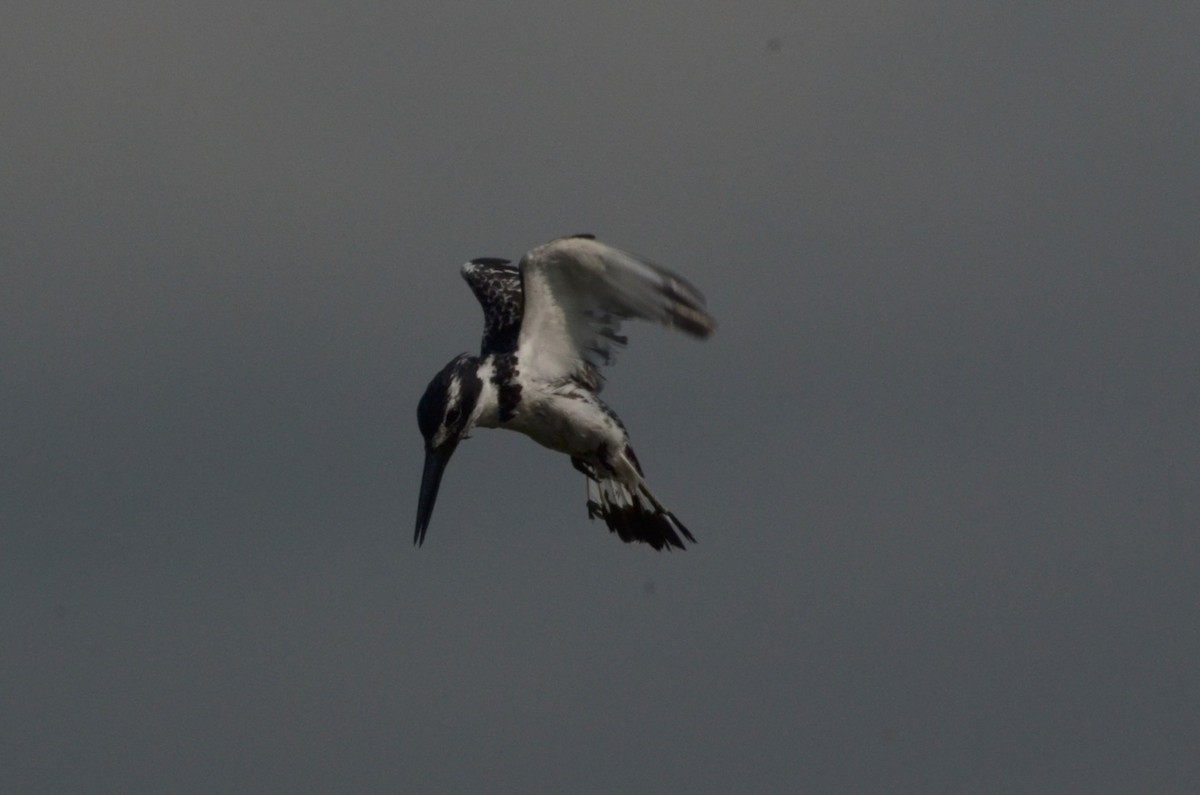 Pied Kingfisher - ML638540515