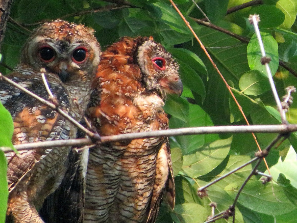 Mottled Wood-Owl - ML638540523