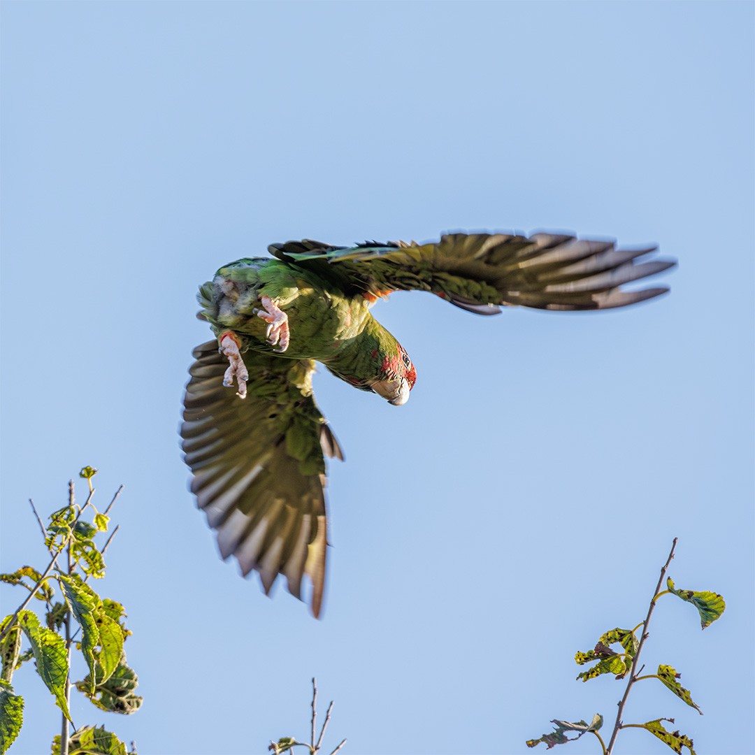 Mitred Parakeet - ML638540527