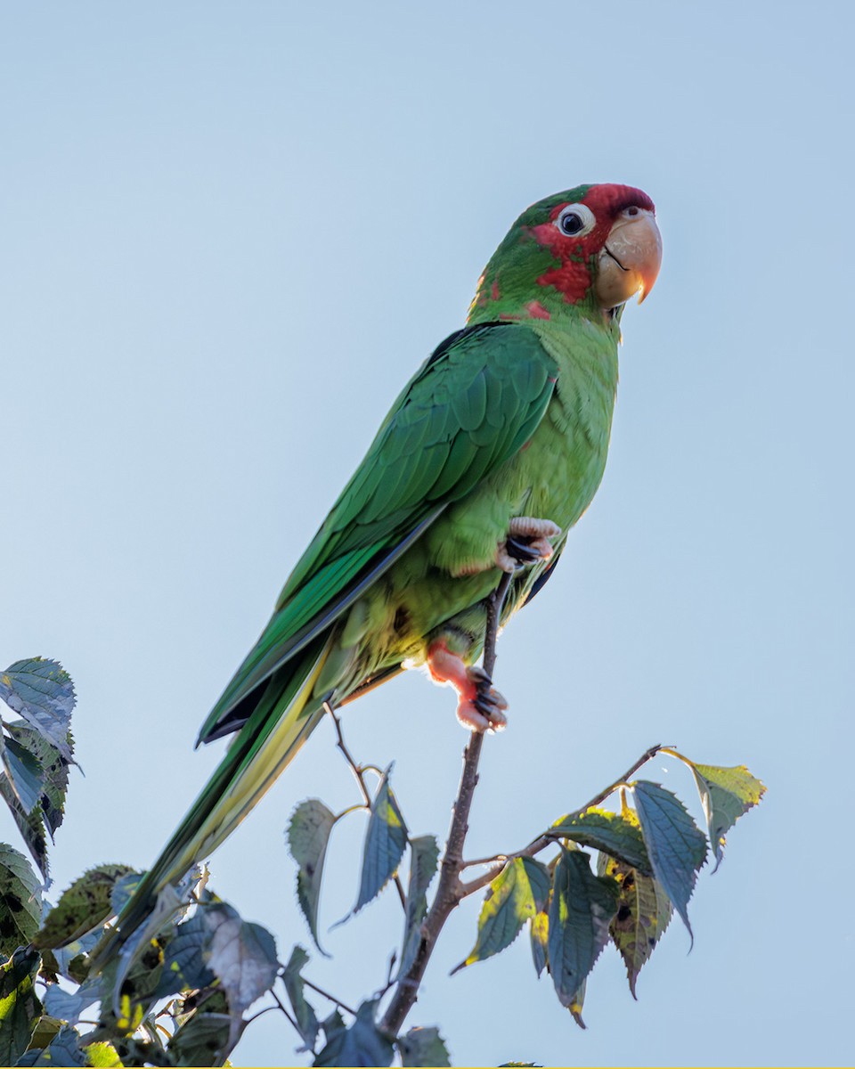 Mitred Parakeet - ML638540528