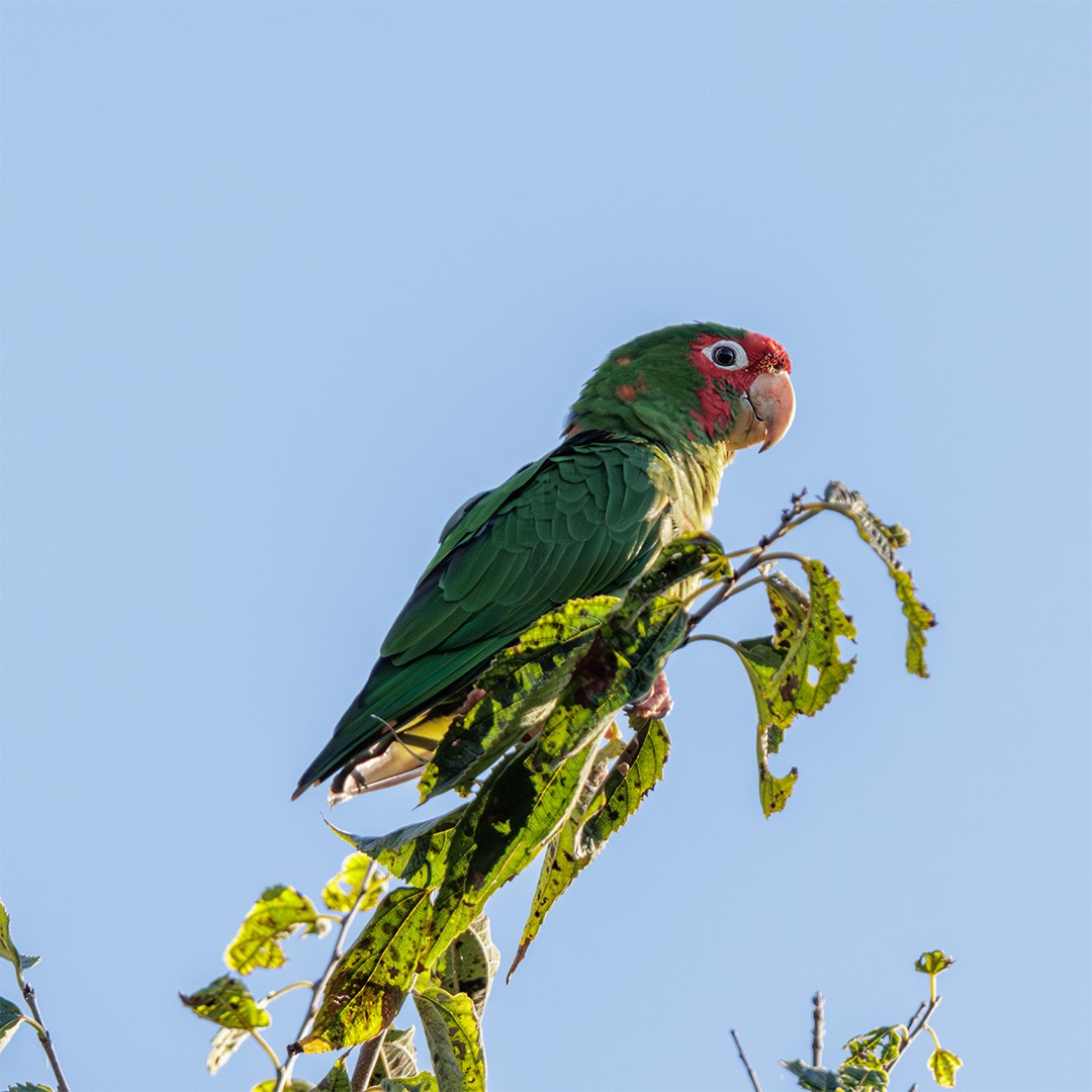 Mitred Parakeet - ML638540529