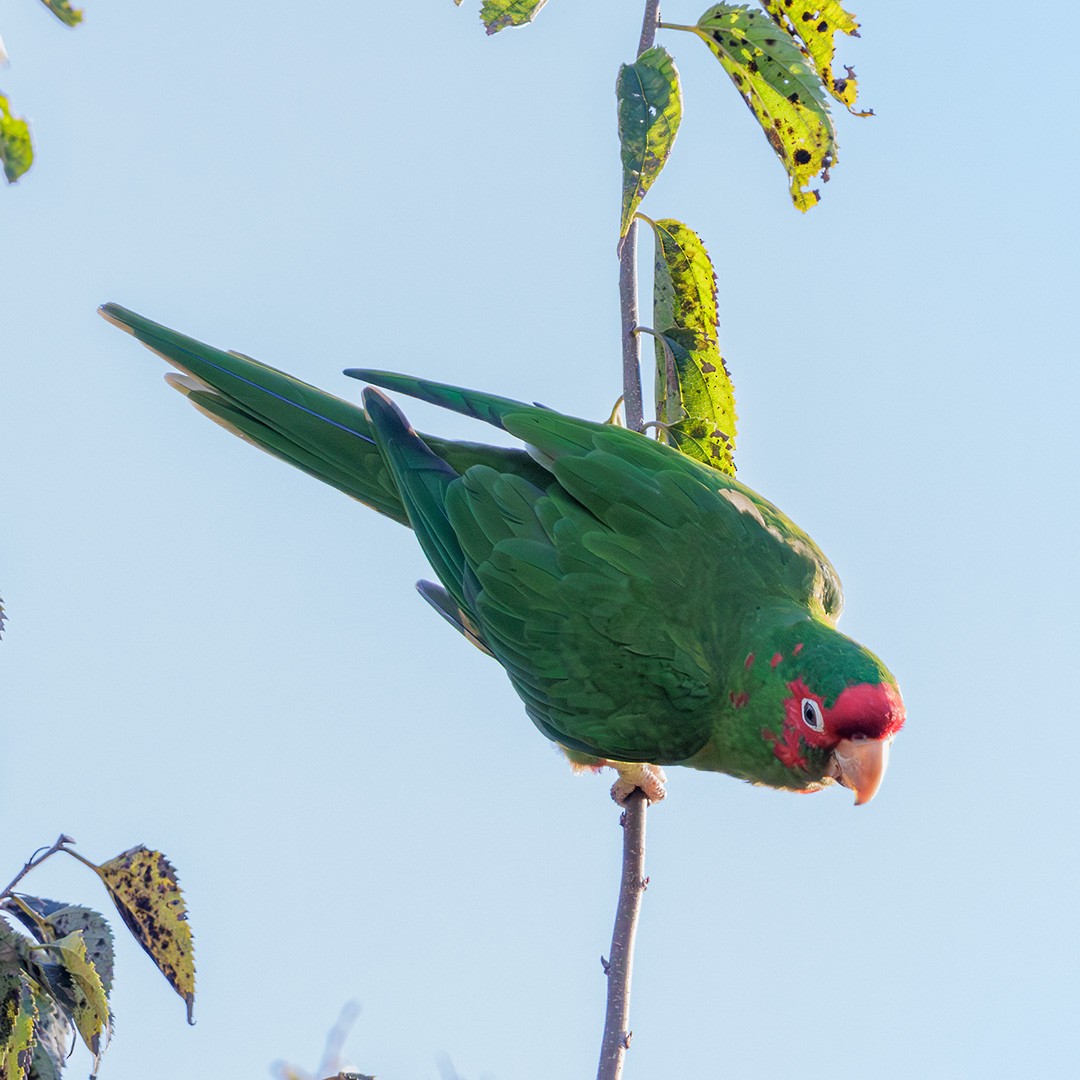 Mitred Parakeet - ML638540530