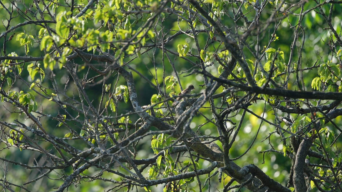 Willow Flycatcher - ML638540545