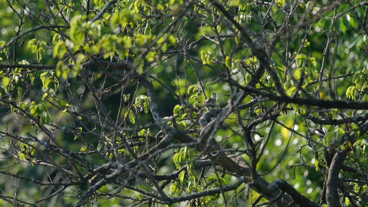 Willow Flycatcher - ML638540551