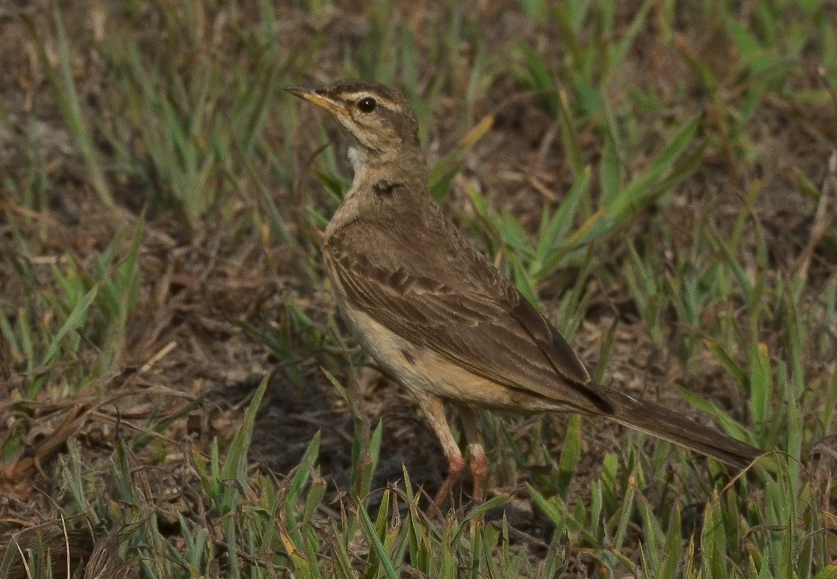 Plain-backed Pipit - ML638540552