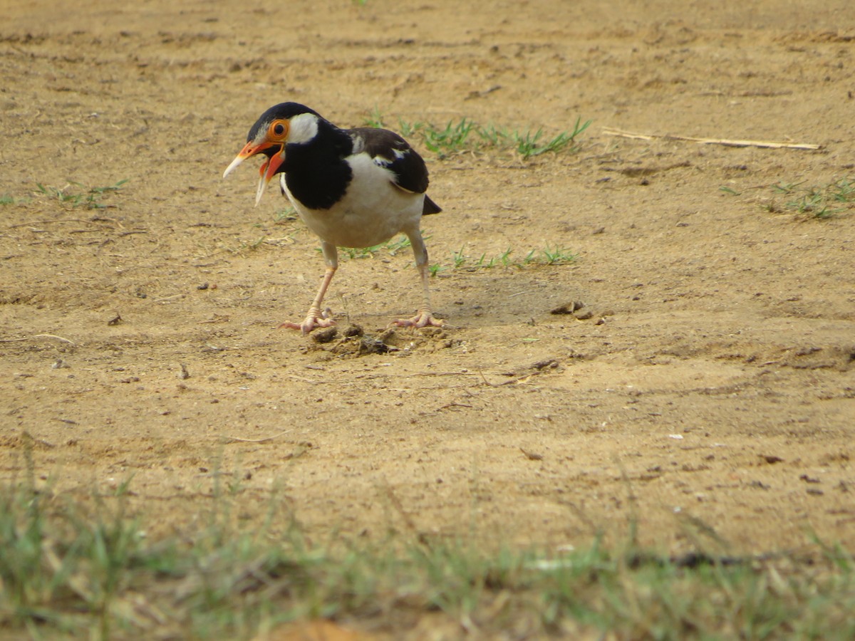 Indian Pied Starling - ML638540560