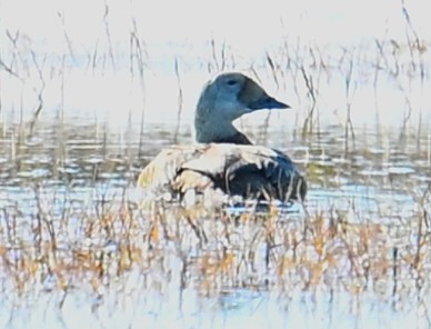 Spectacled Eider - ML638540567
