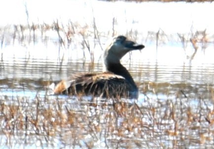 Spectacled Eider - ML638540568