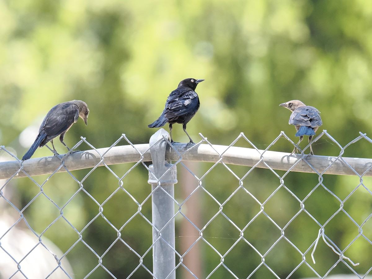 Brewer's Blackbird - ML638540585
