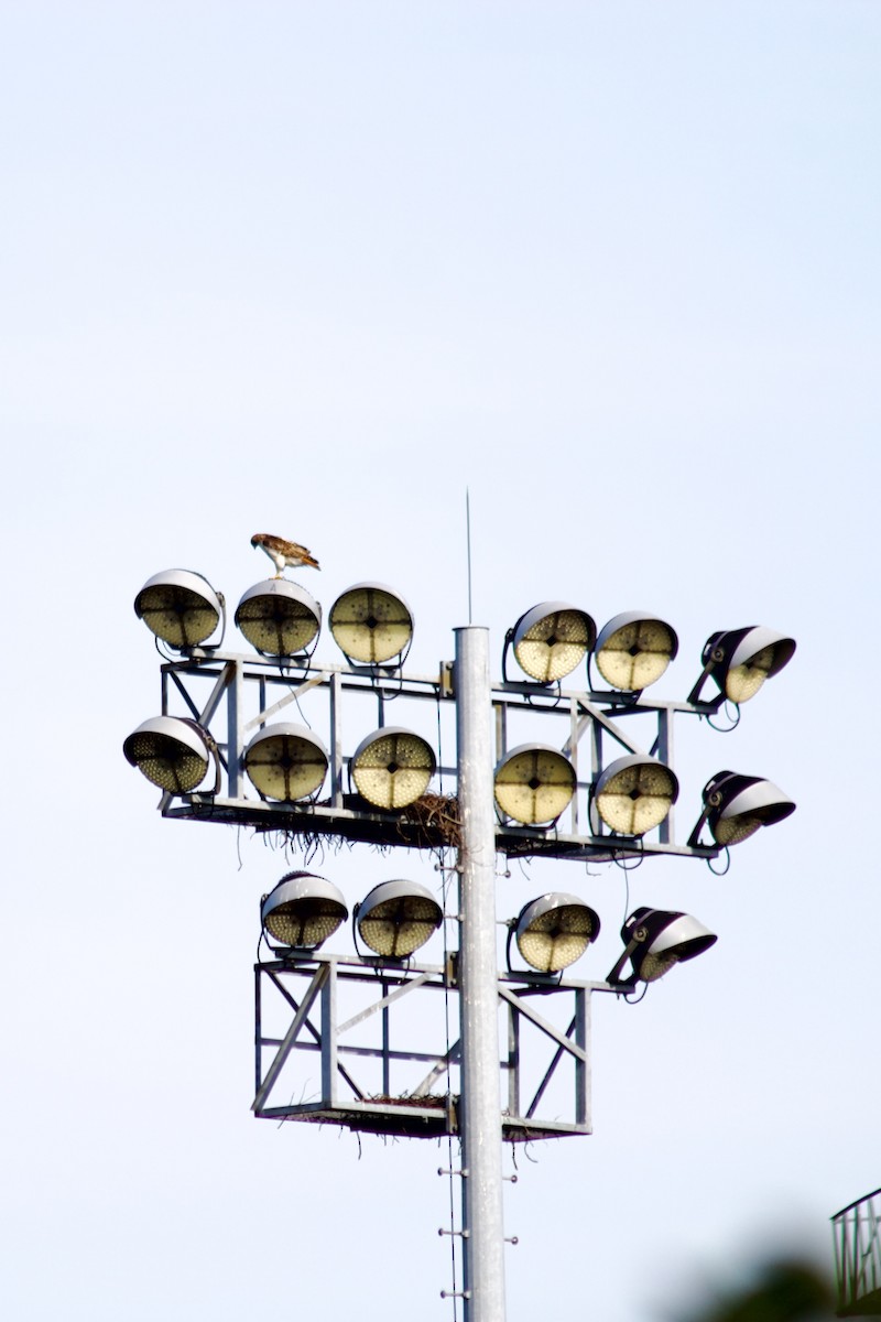 Red-tailed Hawk - ML638540589