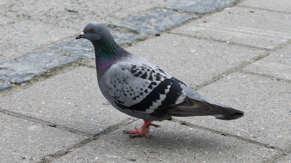 野鴿(野化) - ML638540605